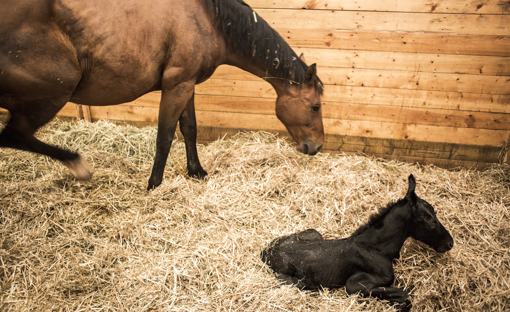 protection of foals and mares