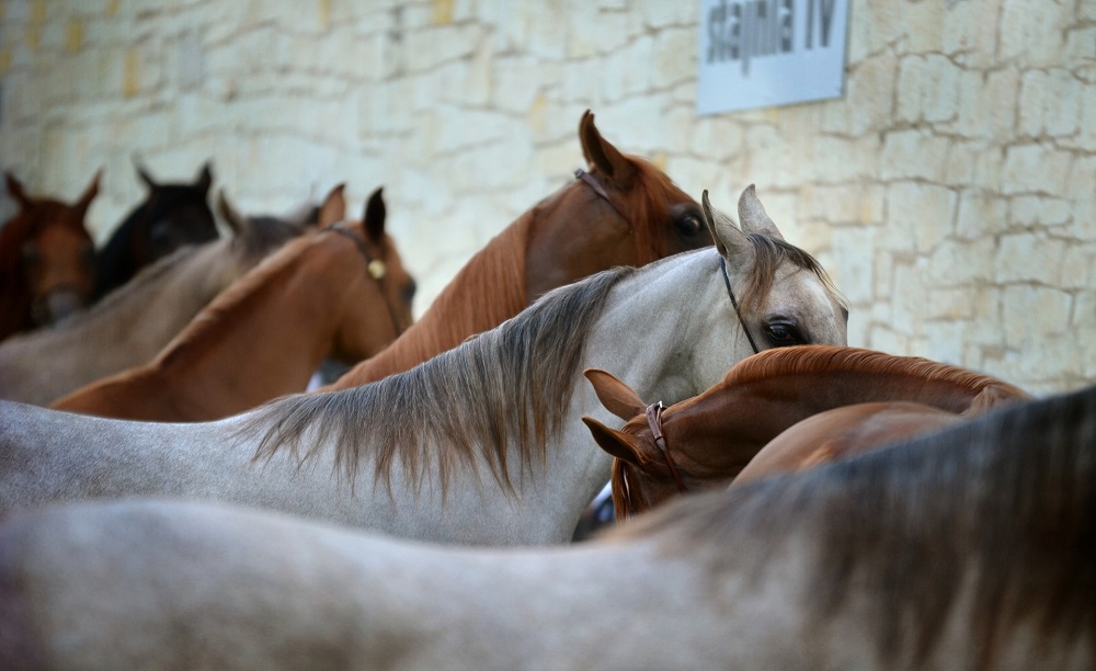 allevamento di cavalli