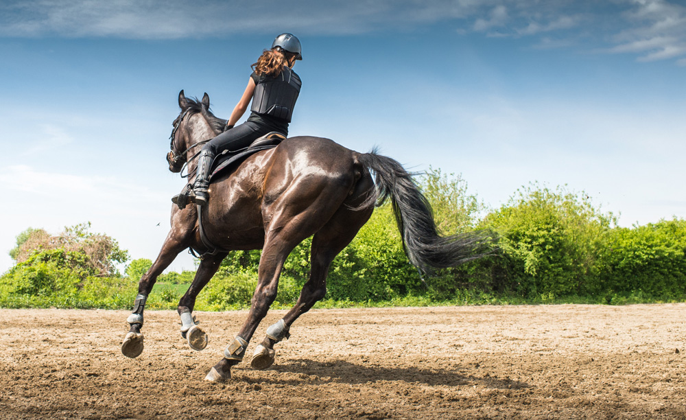 preparing horses for a race