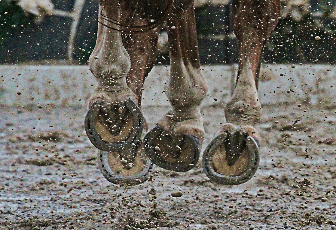 Preparare il cavallo per un concorso ippico | Foaling Alarm