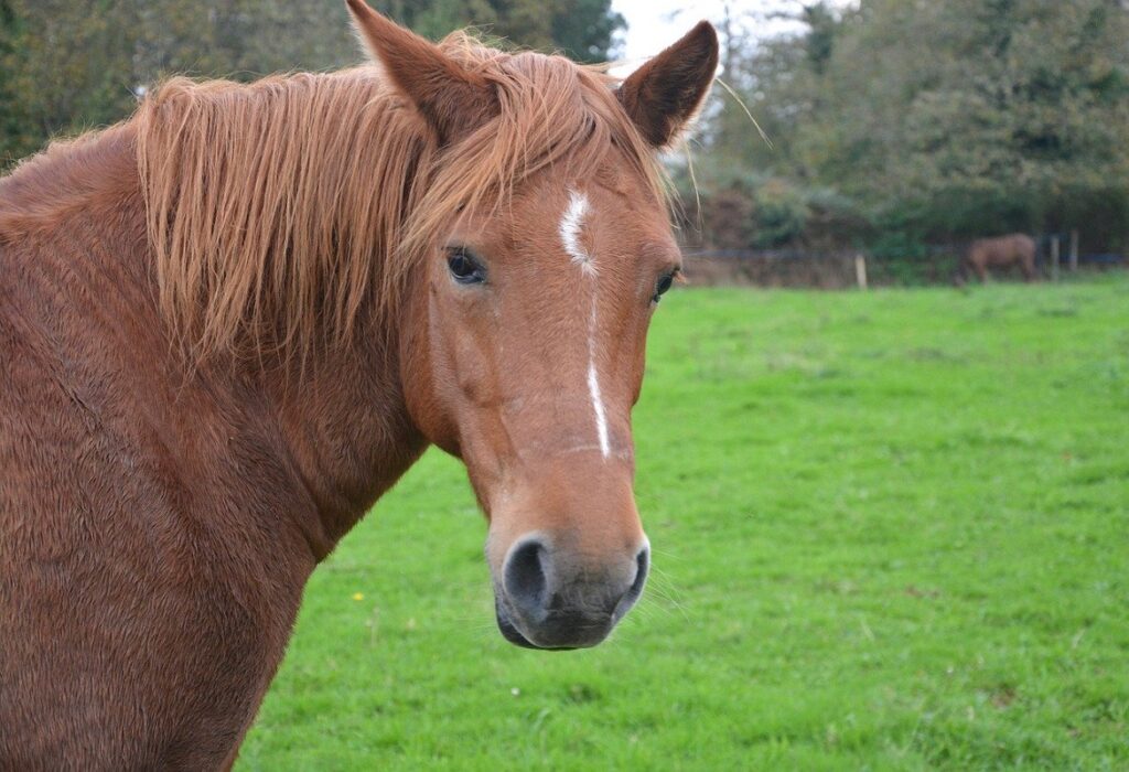 monitoring the mare's pregnancy