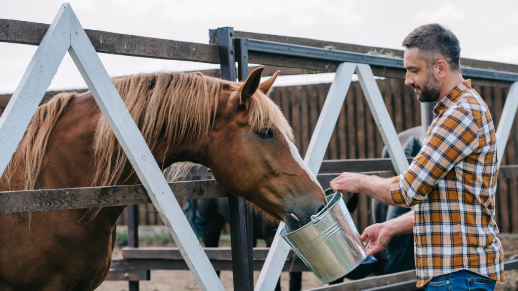 become a horse breeder