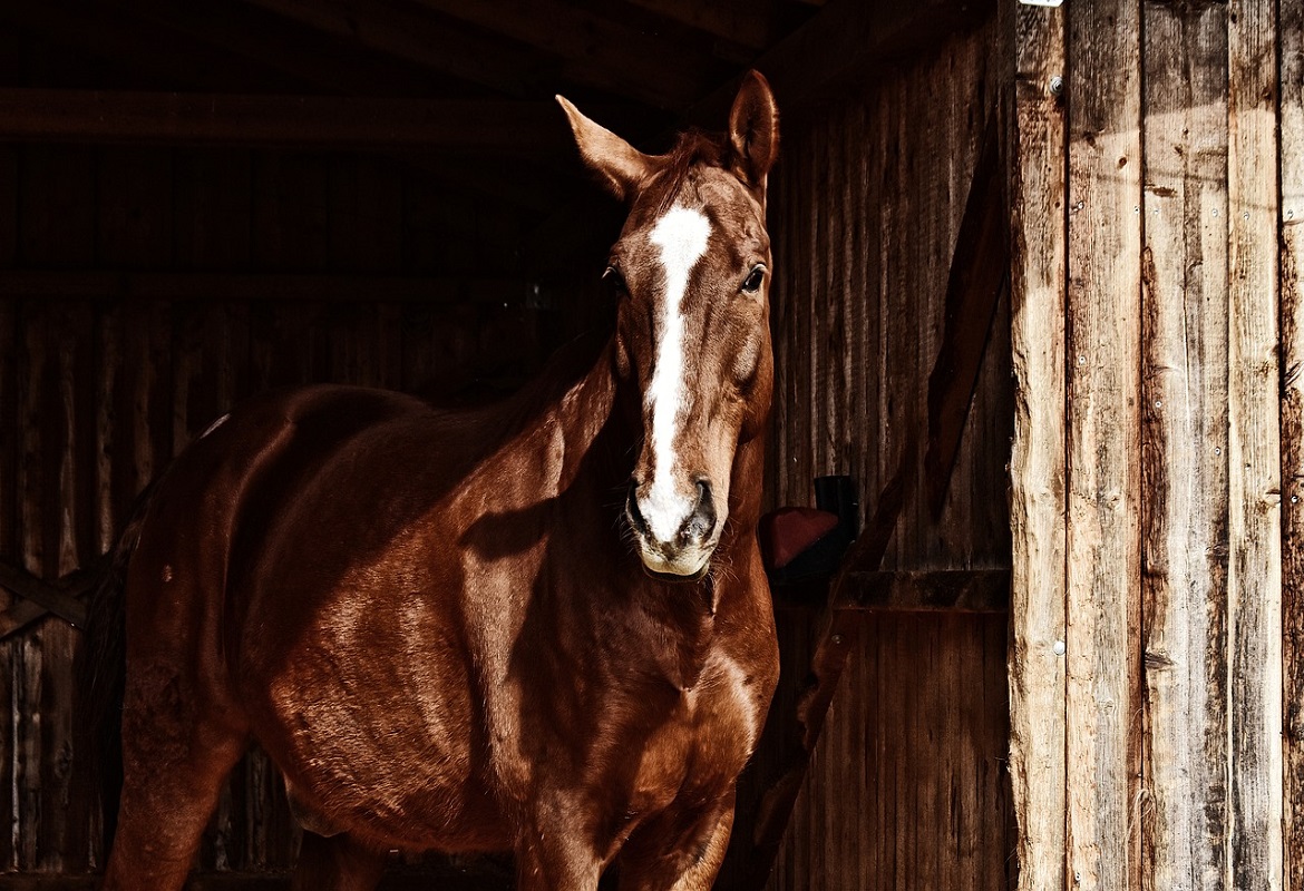 allevare un cavallo