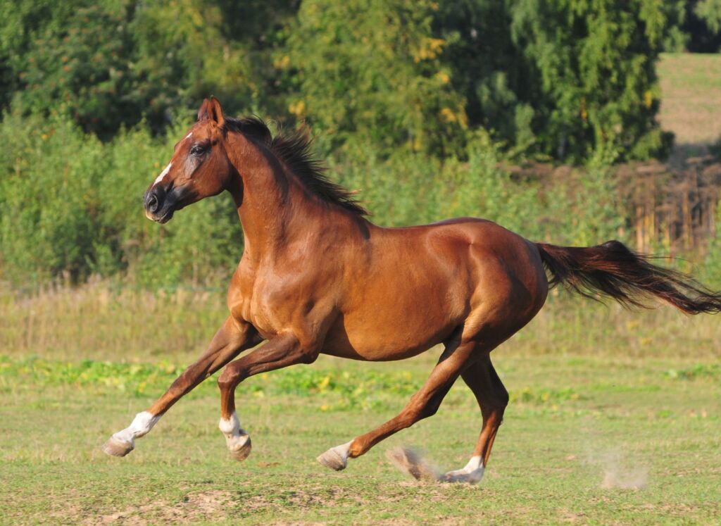 cavallo di razza araba al galoppo