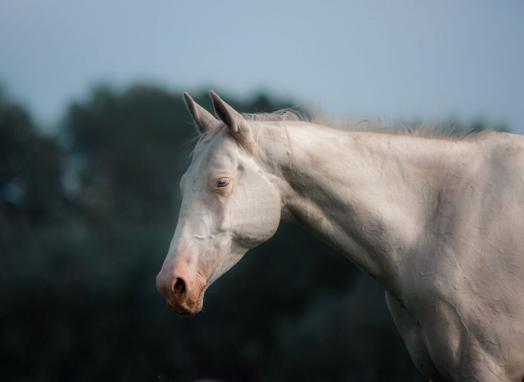 Primo piano cavallo albino