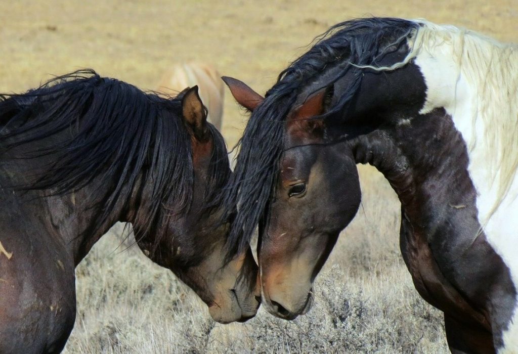 horses-selvaggi-couple