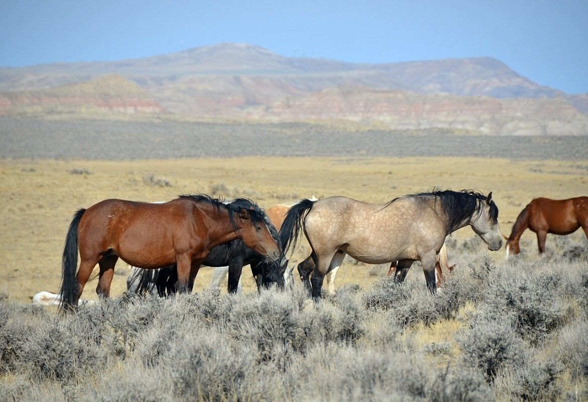 horse-riding-state