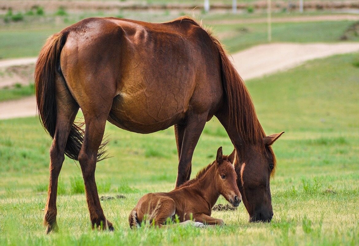 foaling alarm - solution for equine birth