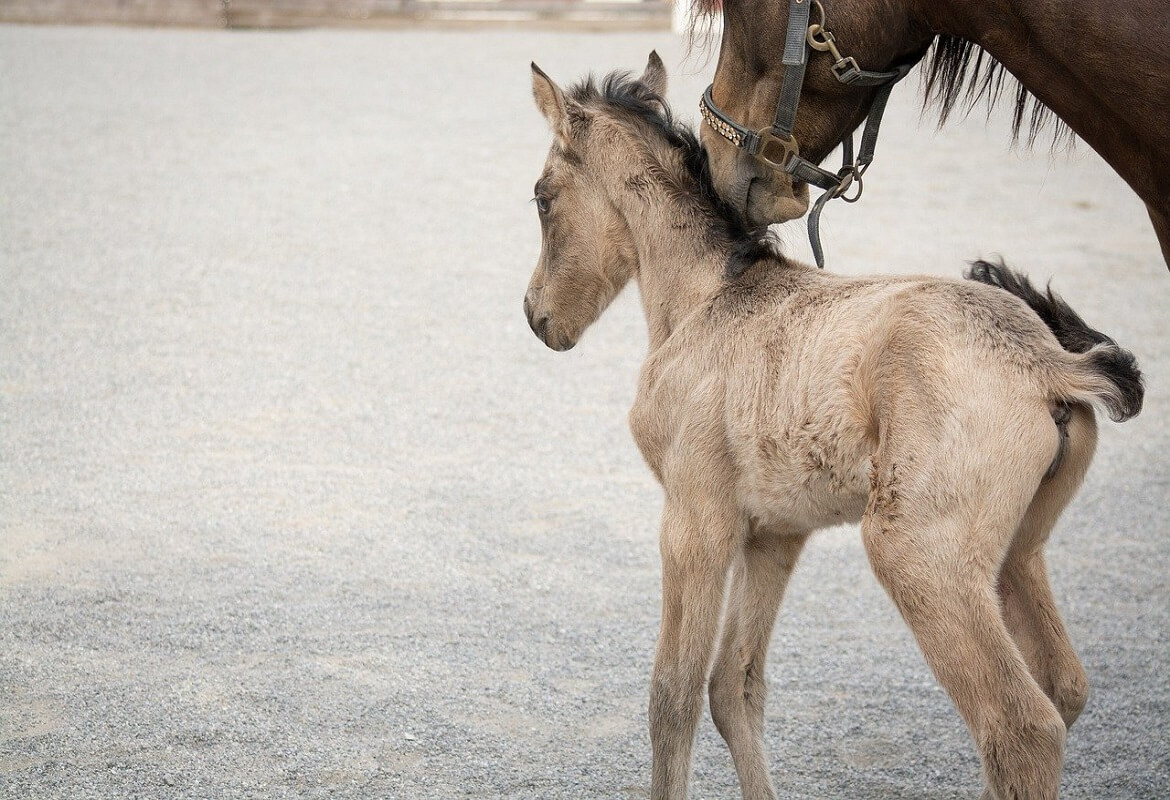 small-horse-with-mother