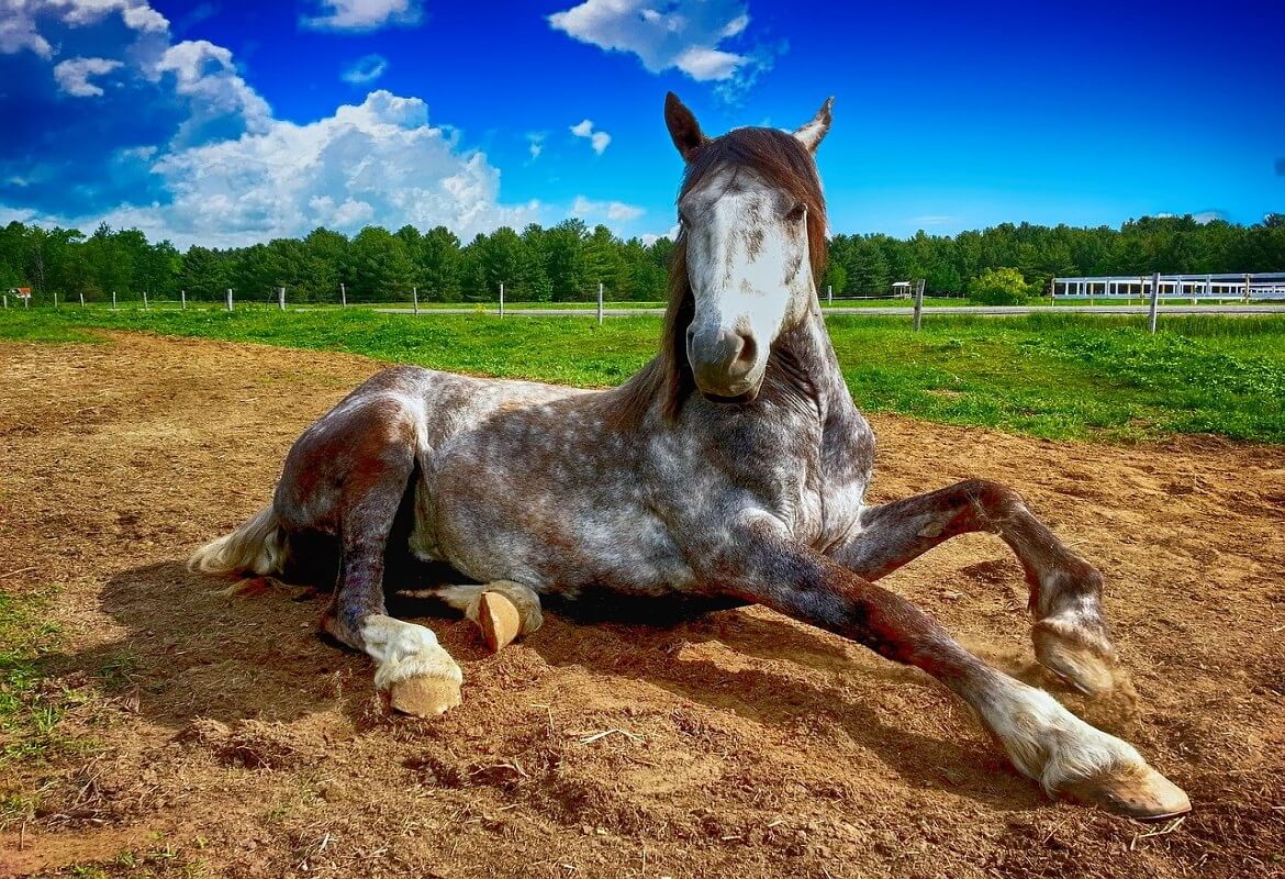 horse-grey-and-brown-ground