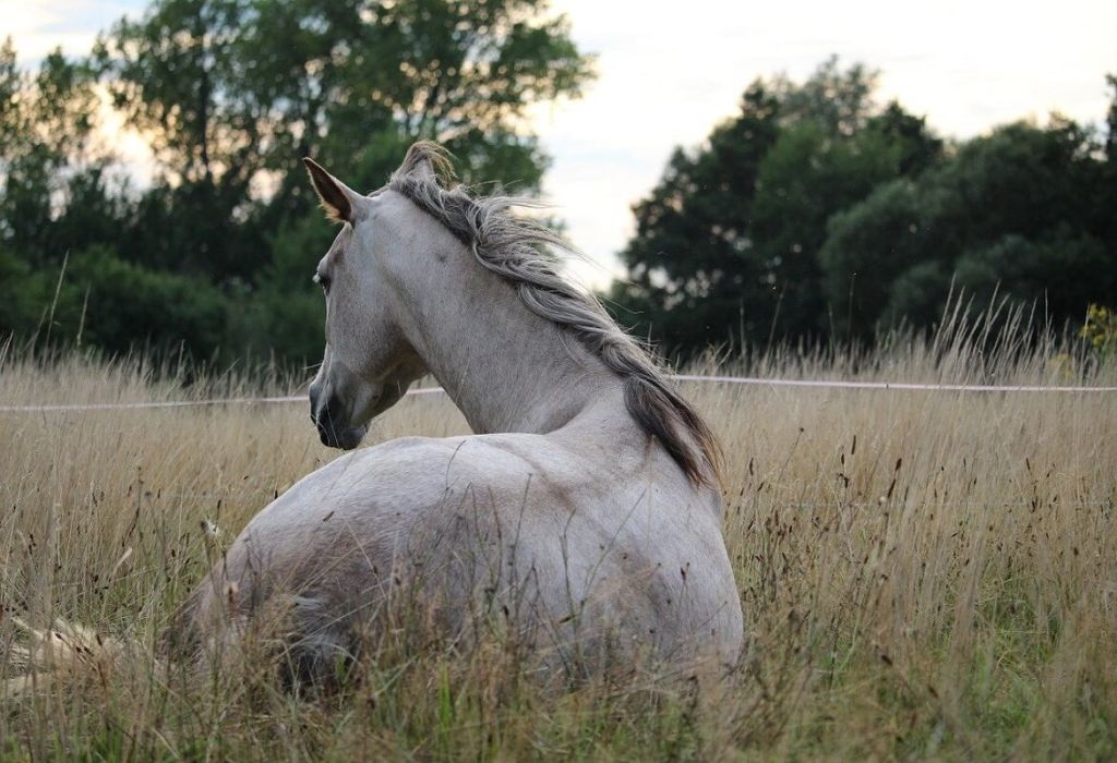 equine in prairie