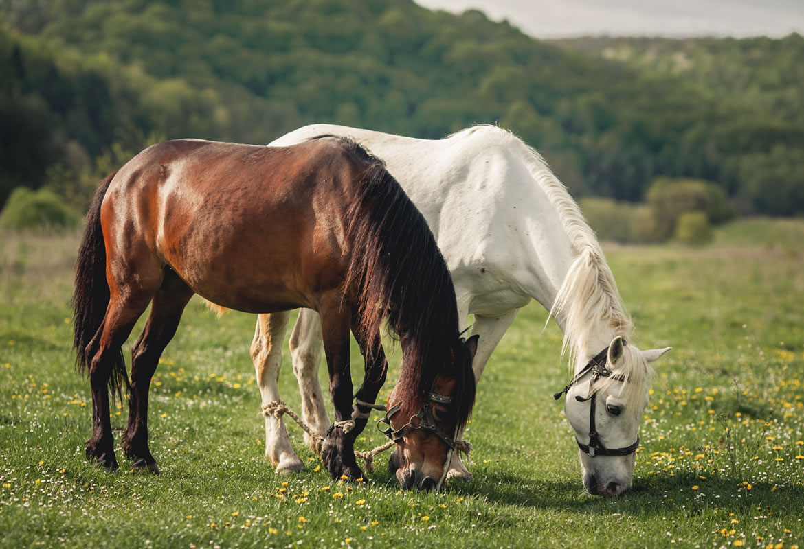 horse breeding - horse fertility