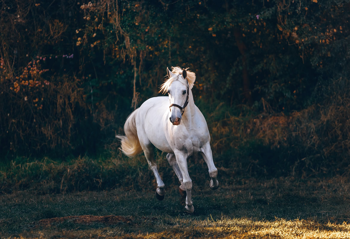 horse auctions 