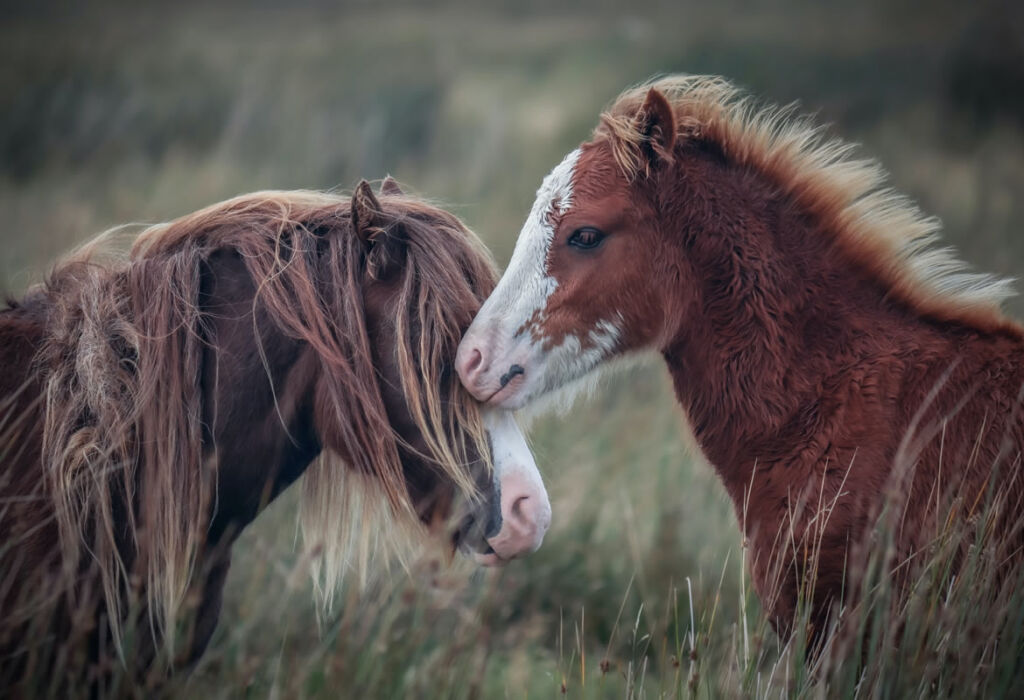 horse foal relationship