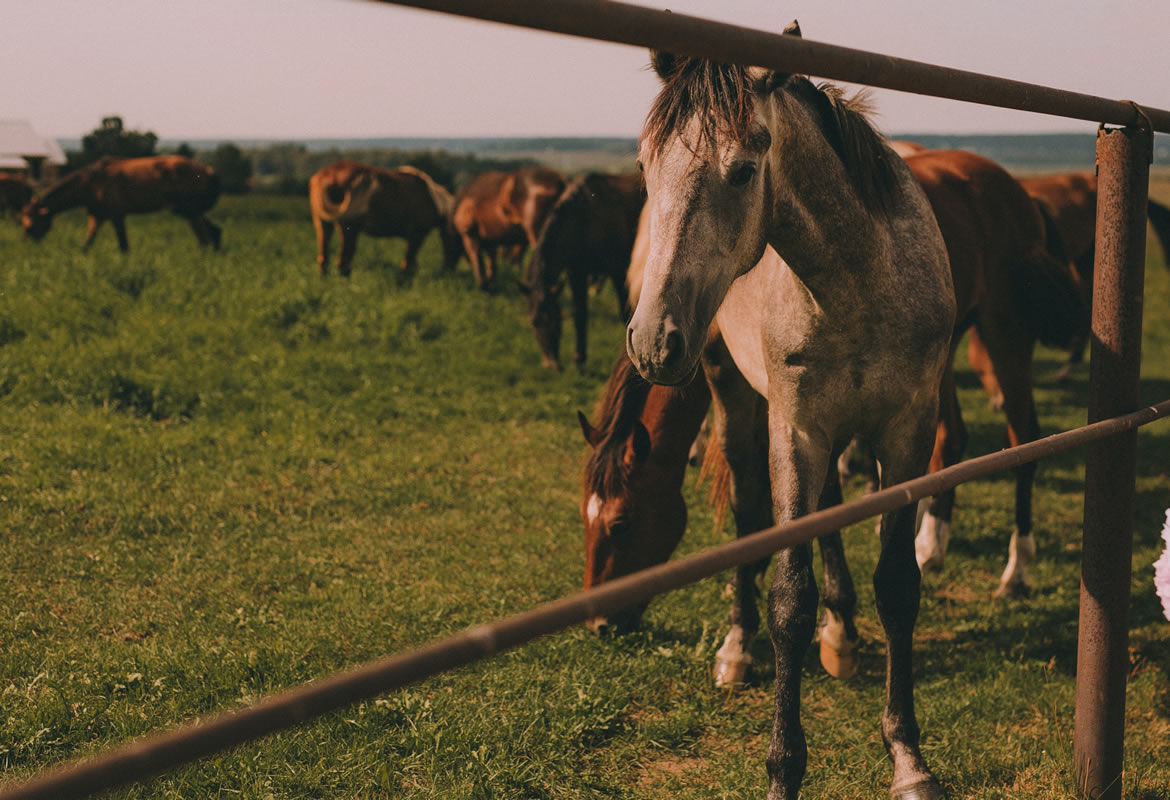 horse breeding