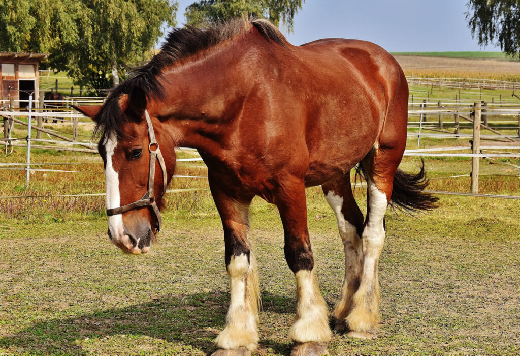 horse breeds and breeding