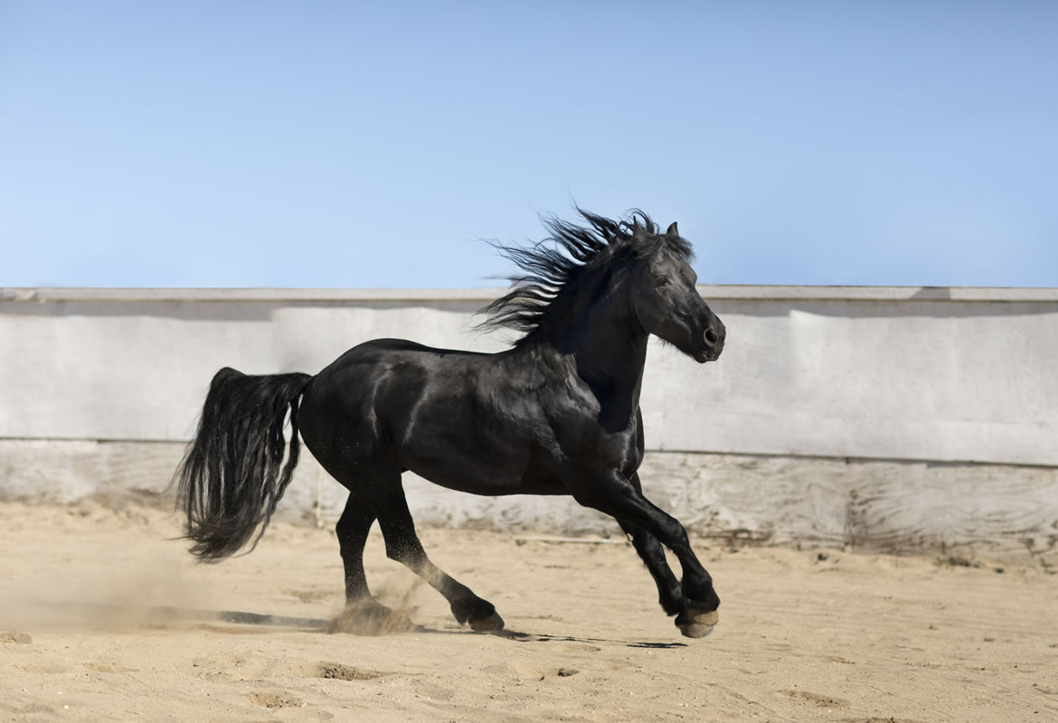 Friesian horse