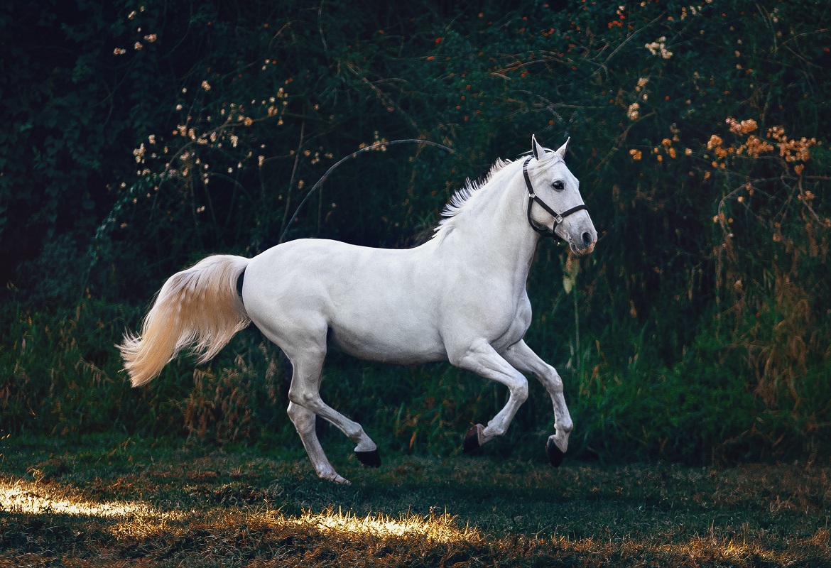 Dubai International Horse Fair