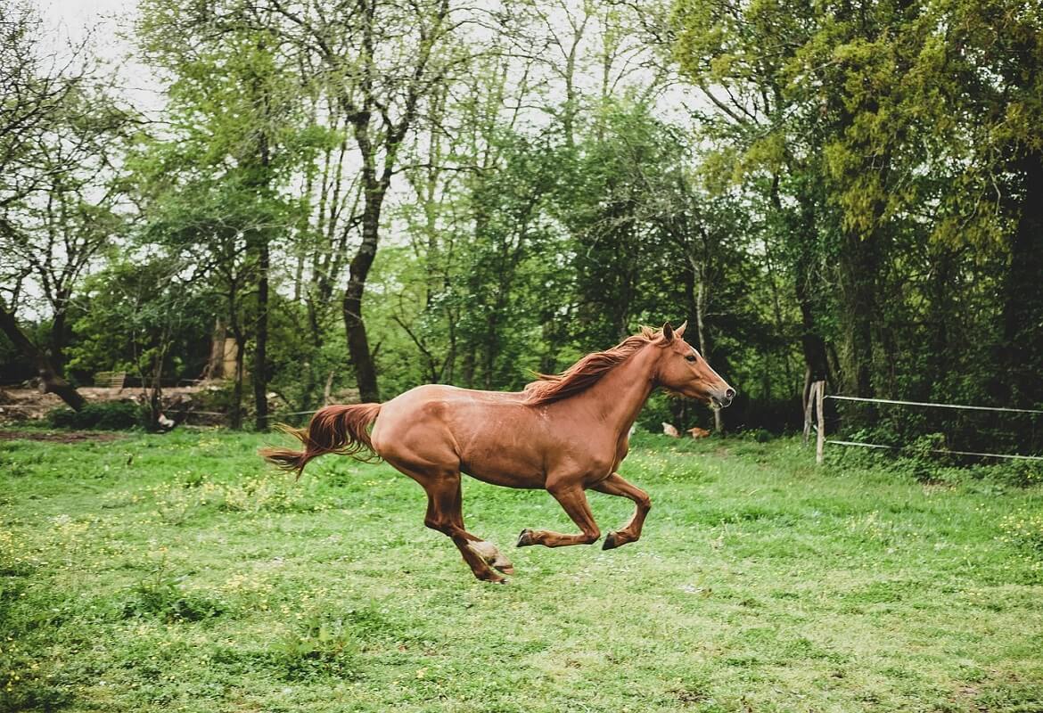 selling horses