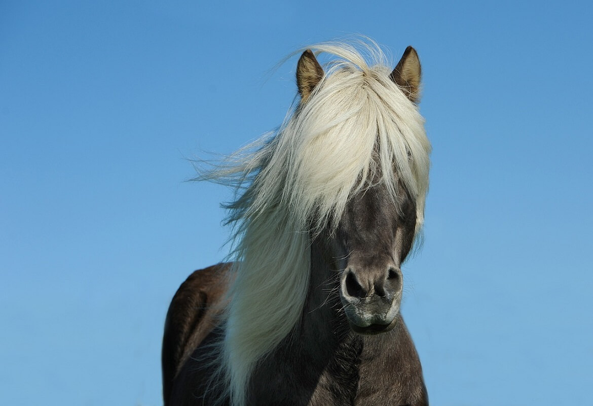 curiosities about horses